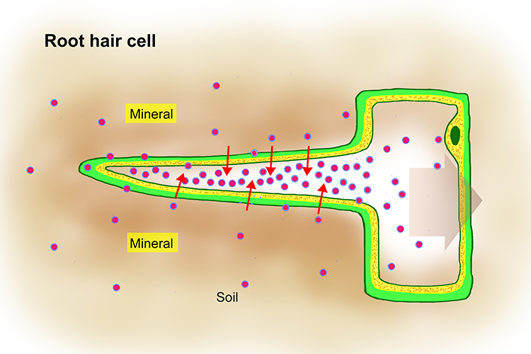 Movement of minerals from a high concentration outside to low concentration inside of a root hair cell